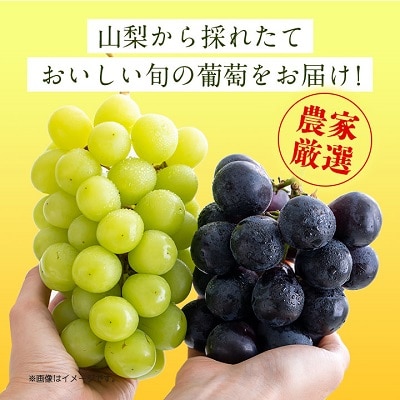 シャインマスカット 巨峰 各2房 旬の葡萄セット2kg (種なし)