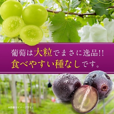 シャインマスカット 巨峰 各2房 旬の葡萄セット2kg (種なし)