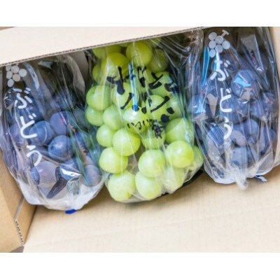 山梨　旬の葡萄セット1.5kg(シャインマスカット1房、巨峰2房)(種なし)