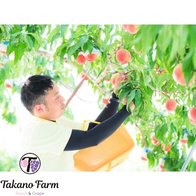 完熟桃 約3kg 山梨県産 自社農園産直! 完熟収穫! Takano Farm