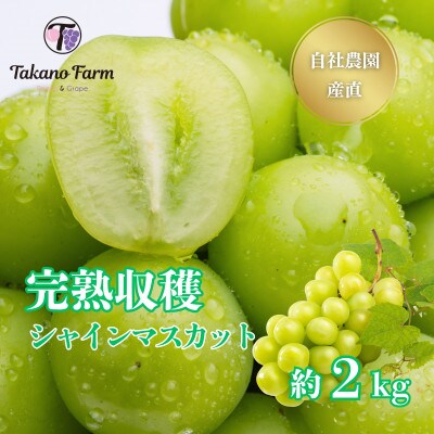 シャインマスカット約2kg 山梨県産 自社農園直送!完熟収穫! 【数量限定】