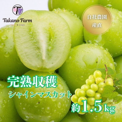 シャインマスカット 約1.5kg 山梨市の自社農園産直!完熟収穫!【数量限定】