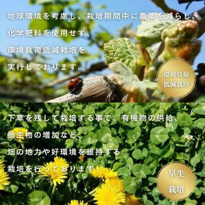 シャインマスカット 約1.5kg 山梨市の自社農園産直!完熟収穫!【数量限定】
