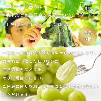 シャインマスカット 約1.5kg 山梨市の自社農園産直!完熟収穫!【数量限定】