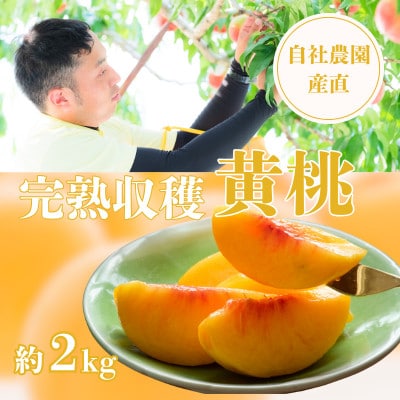 完熟収穫 黄桃 約2kg　山梨市の自社農園産直!完熟収穫!【数量限定】