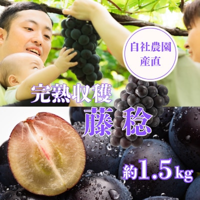 藤稔約1.5kg　山梨市の自社農園産直!完熟収穫!【数量限定】【希少品種!】
