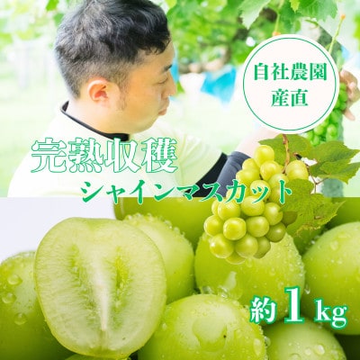 シャインマスカット約1kg 山梨県産 自社農園直送!完熟収穫!