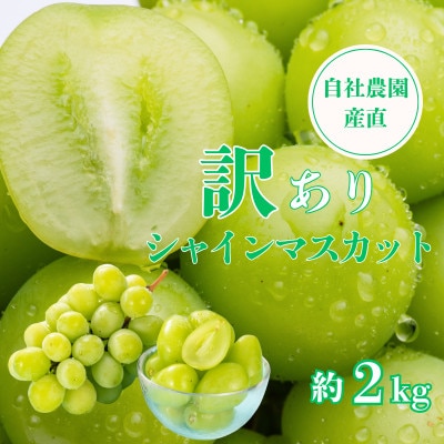 【訳あり】シャインマスカット 約2kg 山梨県産 自社農園直送!完熟収穫!