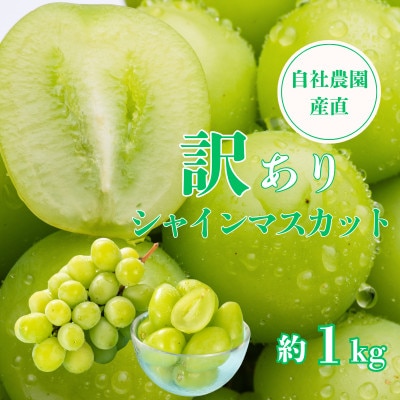 【訳あり】シャインマスカット 約1kg 山梨県産 自社農園直送!完熟収穫!