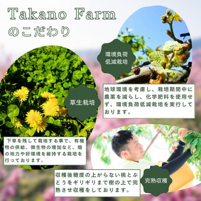 【訳あり】シャインマスカット 約1kg 山梨県産 自社農園直送!完熟収穫!