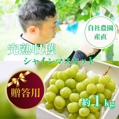 【贈答用】シャインマスカット 約1kg 山梨県産 自社農園産直!完熟収穫!