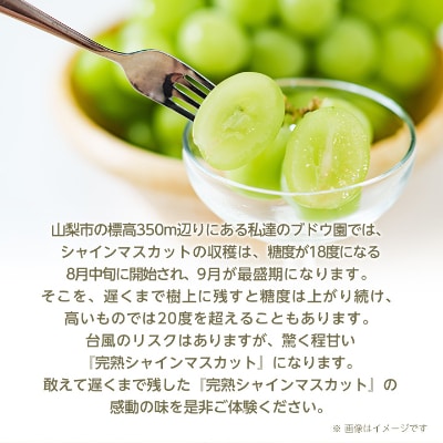 【2026年先行受付】完熟 シャインマスカット 2房 (1kg以上) 世界農業遺産認定地特産