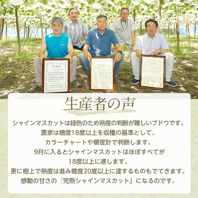 【2026年先行受付】完熟 シャインマスカット 2房 (1kg以上) 世界農業遺産認定地特産