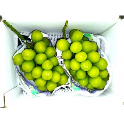 【2026年先行受付】完熟 シャインマスカット 2房 (1kg以上) 世界農業遺産認定地特産