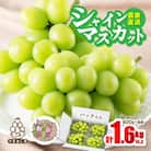農家直送シャインマスカットパック入1.6kg以上(1房400g×4)