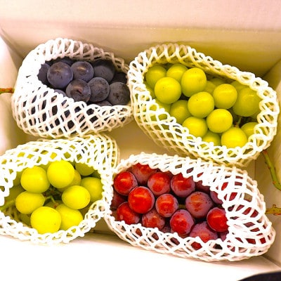 【2026年先行】数量限定ぶどう三色セット(クインニーナ、シャインマスカット、ピオーネ)2kg