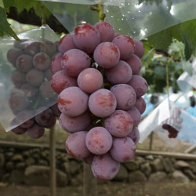 【2026年先行】数量限定ぶどう三色セット(クインニーナ、シャインマスカット、ピオーネ)2kg