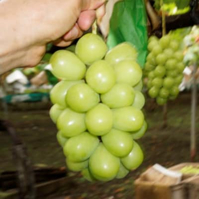 【2026年先行】数量限定ぶどう三色セット(クインニーナ、シャインマスカット、ピオーネ)2kg