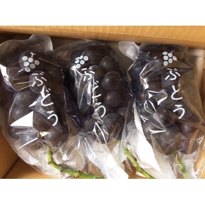 ぶどうの中でも大粒の品種「藤稔」約2kg(3房)