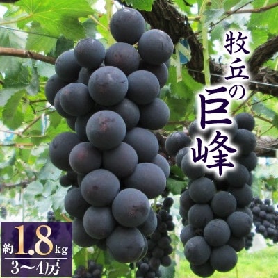 巨峰 (1.8kg) あの、牧丘の巨峰3～4房