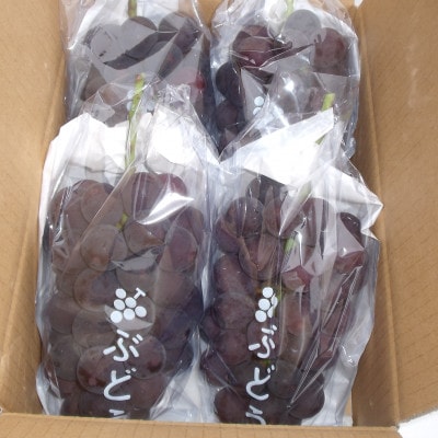 巨峰 (1.8kg) あの、牧丘の巨峰3～4房