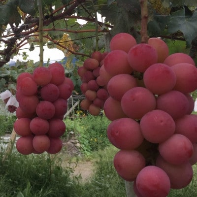 甘さ抜群で人気上昇中!　鮮紅色の大粒品種クイーンニーナ　1.8kg