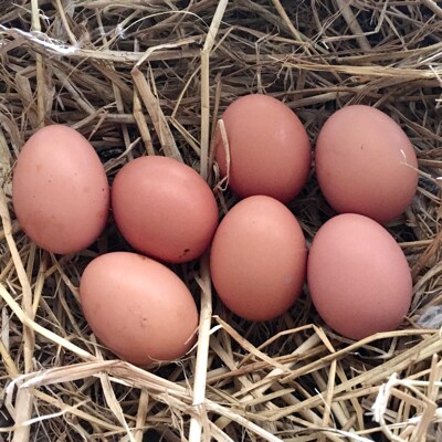 平飼いたまごのカタラーナ 4個