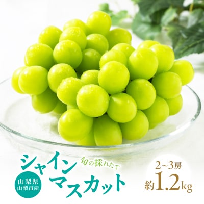 山梨県山梨市産　旬の採れたてシャインマスカット　秀等品　約1.2kg　2～3房