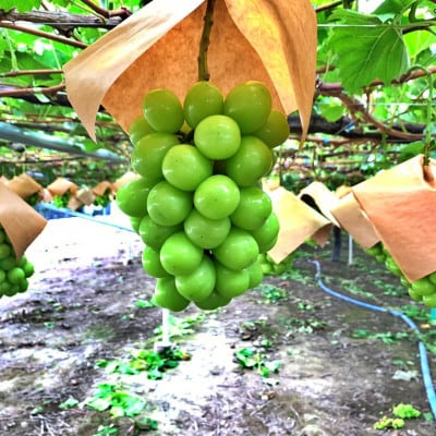 山梨県山梨市産　特選　旬の採れたてシャインマスカット　約1.8kg　3～5房