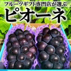 山梨県山梨市産 旬の採れたてピオーネ 約1kg 2～3房