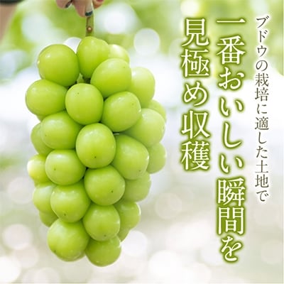 【生産者直送】山梨市『万力』シャインマスカット2房(2房合計1kg程度) ふるさと納税