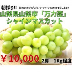 先行受付中【生産者直送】山梨市『万力産』 シャインマスカット2房(1房500g程度)