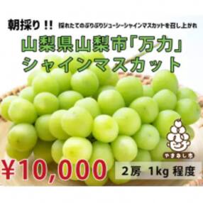 【先行受付】【生産者直送】山梨市『万力産』 シャインマスカット2房(2房合計1kg程度)