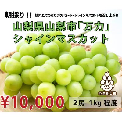【先行受付】【生産者直送】山梨市『万力産』 シャインマスカット2房(2房合計1kg程度)
