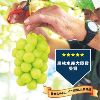【先行受付】【生産者直送】山梨市『万力産』 シャインマスカット2房(2房合計1kg程度)