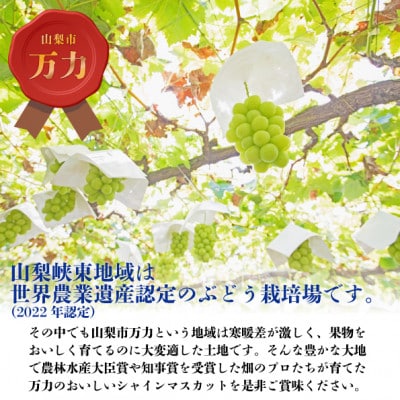 桐箱入り完熟極上シャインマスカット!お中元やギフトに!【1房550g以上】