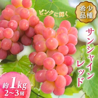 【2026年発送　先行受付】ピンクのシャインマスカット!サンシャインレッド 2～3房1kg程度