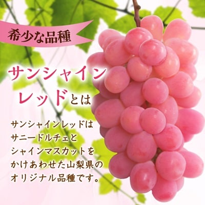 【2026年発送　先行受付】ピンクのシャインマスカット!サンシャインレッド 2～3房1kg程度