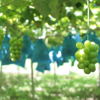 【2026年先行受付】訳あり!生産者直送シャインマスカット 計1kg【味には妥協なし!】