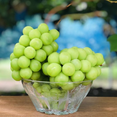 【2026年先行受付】訳あり!生産者直送シャインマスカット 計1kg【味には妥協なし!】