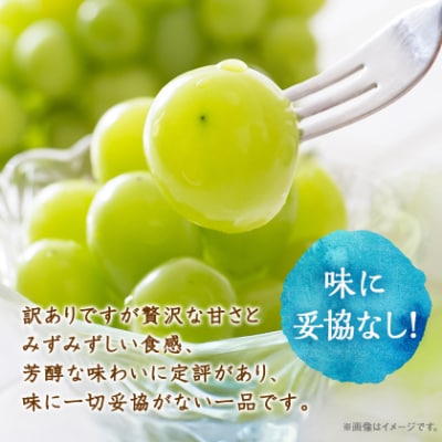 【2026年先行受付】訳あり!生産者直送シャインマスカット 計1kg【味には妥協なし!】