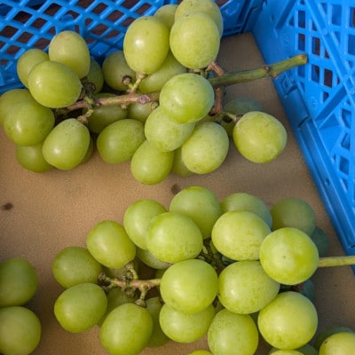 【2026年先行受付】訳あり!生産者直送シャインマスカット 計1kg【味には妥協なし!】