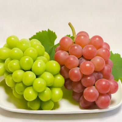 【2026年発送】シャインマスカット&サンシャインレッドにこにこ食べ比べセット計1kg【数量限定】