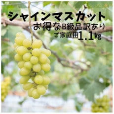 ご家庭用に!『訳あり』シャインマスカット約1.1kg2～3房 | ふるさと納税のお礼品