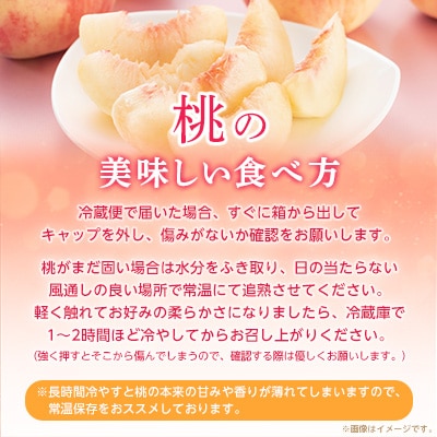 山梨厳選旬の桃 約3kg(8～12玉)