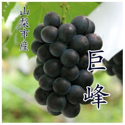 『数量限定』山梨市産種無し巨峰2房入　約1kg