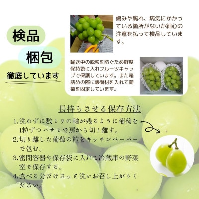 【発送月固定定期便】山梨夏の味覚定期便〈桃 1.8kg/シャインマスカット 1.1kg以上〉全2回