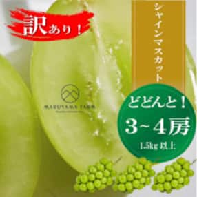 【訳あり】シャインマスカット3～4房1.5kg以上 ※先行受付2023年9月上旬より順次出荷予定