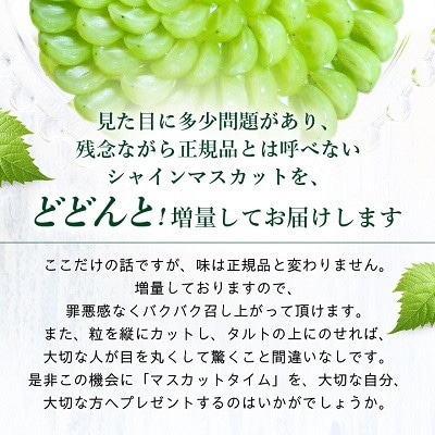 【発送月固定定期便】【訳アリ】山梨のシャインマスカット2房1kg以上全3回