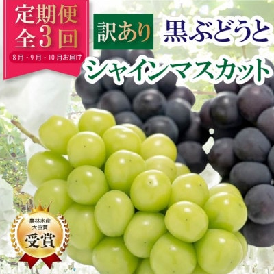 【発送月固定定期便】【訳アリ】山梨の黒ぶどう2種類・シャインマスカット全3回